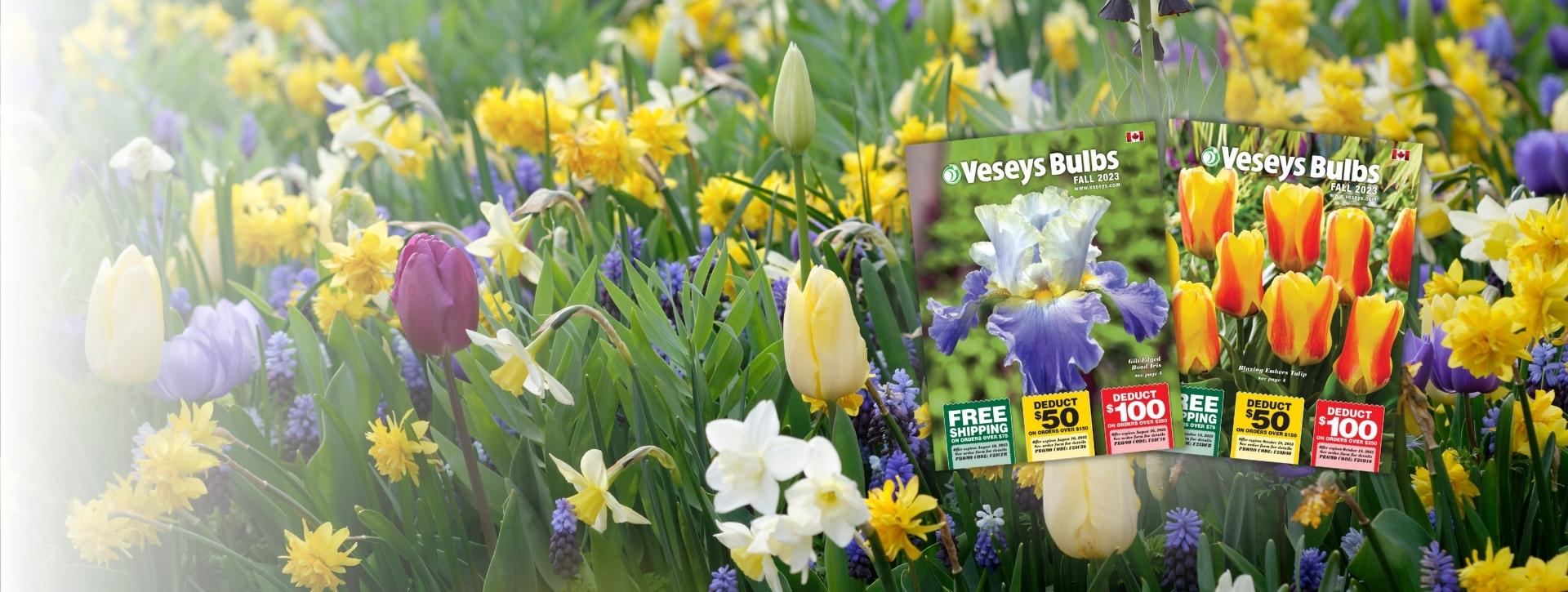 Fall Bulbs